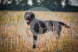 A process of hunting during hunting season, process of quail hunting, drathaar, german wirehaired pointer dog.