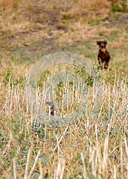 A process of hunting during hunting season, process of quail hunting, drathaar, german wirehaired pointer dog.