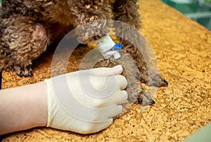 The process of introducing an animal into anesthesia