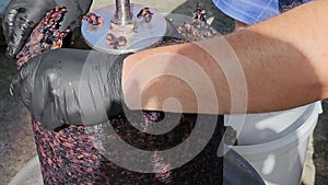 The process of making homemade grape wine. A winemaker collects grape pulp from a hydraulic press.