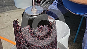 The process of making homemade grape wine. A winemaker collects grape pulp from a hydraulic press.