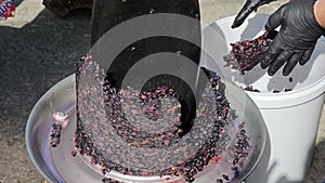 The process of making homemade grape wine. A winemaker collects grape pulp from a hydraulic press.