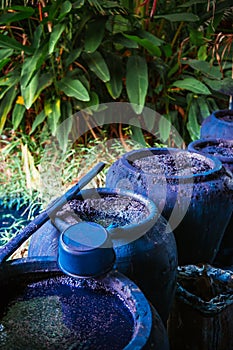 Process of making indigo dye, Indigo plant fermentation in clay photo