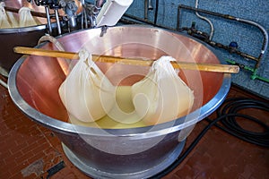 Process of making wheels of parmigiano-reggiano parmesan cheese on small cheese farm in Parma, Italy