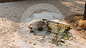 .The process of mating turtles in the zoo. Breeding turtles around the world