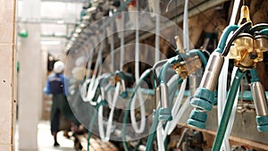 The process of milk milking from a cow on a farm with the help of modern equipment and milkmaids, industry, agriculture