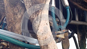 The process of milk milking from a cow on a farm using modern equipment, close-up, milk and kine, udder, farming