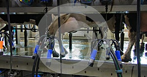 The process of milking cows on the farm.