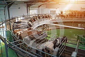 Process of milking cows on industrial rotary machine equipment in new modern dairy farm