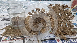 process of obtaining carrot seeds. glass jar with carrot seeds in the vegetable garden