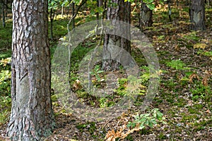 process of obtaining rosin