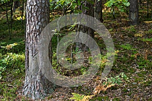 process of obtaining rosin