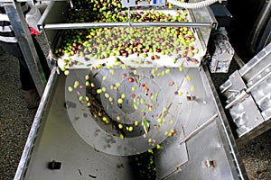 Process of olive cleaning and defoliation in Greek olive oil mill.
