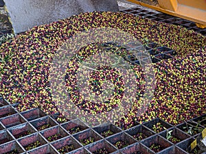 The process of olive cleaning and defoliation in a modern oil mill