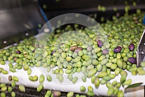 The process of olive cleaning and defoliation in a modern oil mill