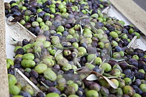 The process of olive cleaning and defoliation in small scale olive oil mill