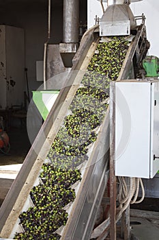 The process of olive cleaning and defoliation in small scale olive oil mill photo
