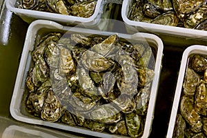 Oysters washing before selling