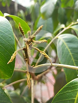 The process of photosynthesis in longan fruit plants