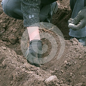 The process of planting garlic