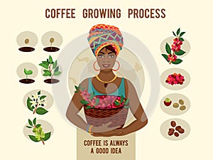 Process of planting and growing a coffee tree poster. Coffee growing process