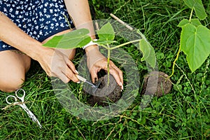 The process of planting paulownia, the root system in the hands of the gardener. Young green paulownia tree, breeding flowering