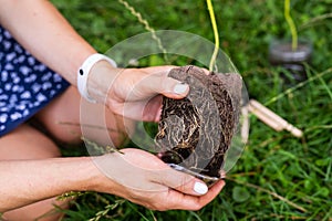 The process of planting paulownia, the root system in the hands of the gardener. Young green paulownia tree, breeding flowering