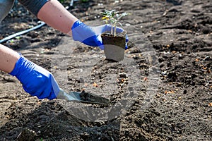 Process of planting a plant in the ground for growing organic vegetables.