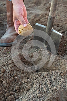 The process of planting potatoes by hand. Farmer`s hand with shovel and potato tuber