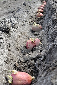 Process of  planting prepared germinated potatoes