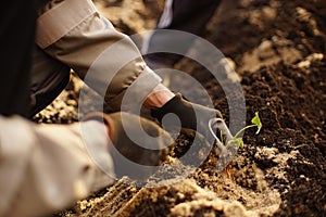 Process of planting strawberry seedlings in sandy soil. Male hand placed a young seed in the soil