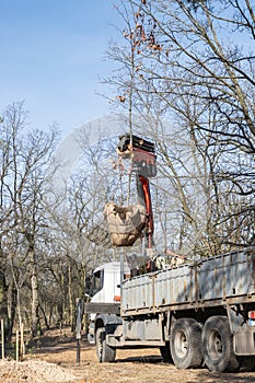 Process of planting a tree in a dug hole in a old park using mobile crane loader truck. Landscaping of streets, parks with young