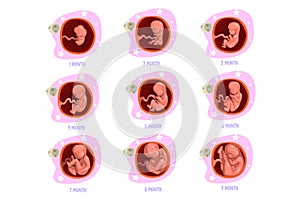 Process of pregnancy from 1st to 9th months. Fetal development. Baby growth inside womb. Vector design for poster