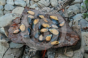 The process of preparing mussels on a fire in the wild natural environment