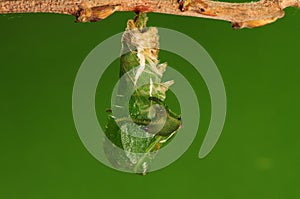 The process of pupation (5/8)butterfly