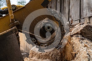 The process of removing a tree stump where the rotating head of the stump cutter grinds a freshly sawn stump...The shredding disc