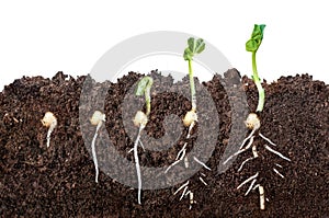 The process of seed germination in the soil in the section. isolated on white background photo