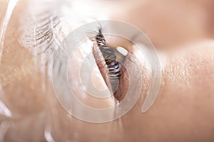 The process of styling eyelashes and eyebrows by a beauty master, close-up