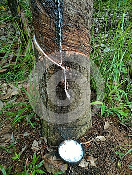 the process of tapping/extracting rubber tree sap