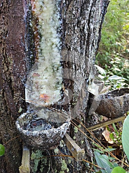 the process of tapping pine resin that is accommodated with coconut shells