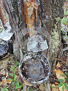 the process of tapping pine resin that is accommodated with coconut shells