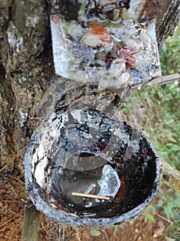 the process of tapping pine resin that is accommodated with coconut shells