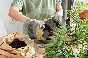 Transplanting an indoor Chamaedorea flower