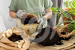 Transplanting an indoor Chamaedorea flower