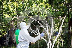 The process of treating plants with pesticides. Farmer in protective suit and mask walking trough orchard with pollinator machine