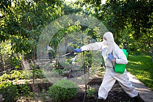 The process of treating plants with pesticides. Farmer in protective suit and mask walking trough orchard with pollinator machine