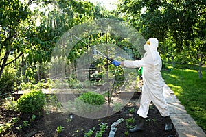 The process of treating plants with pesticides. Farmer in protective suit and mask walking trough orchard with pollinator machine