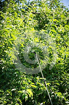 The process of treating plants with pesticides. A long pollinator nozzle sprays a tall tree