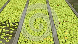 The process of washing apples in a fruit production plant