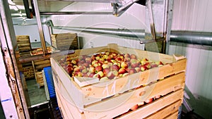 The process of washing apples in a fruit production plant. wooden boxes with apples immersed in water in Special bath